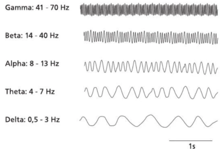 فرکانس‌های ریتم‌های EEG